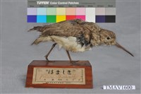 藏品(濱鷸)的圖片